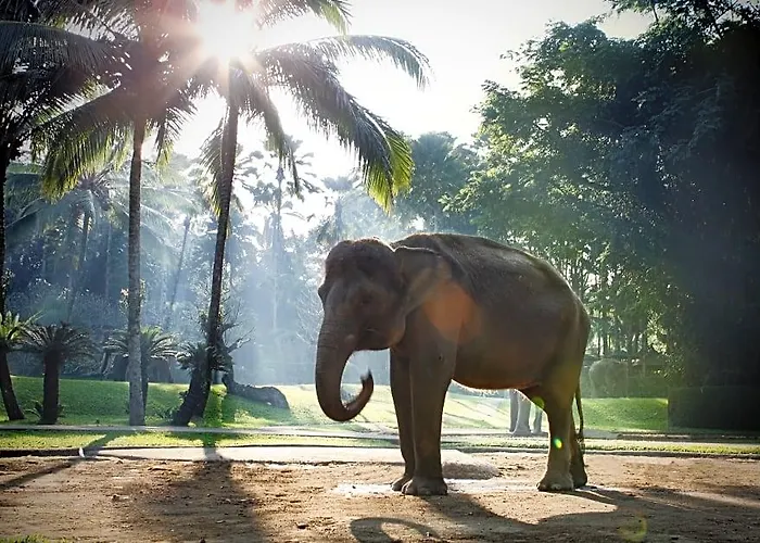 Mason Elephant База отдыха