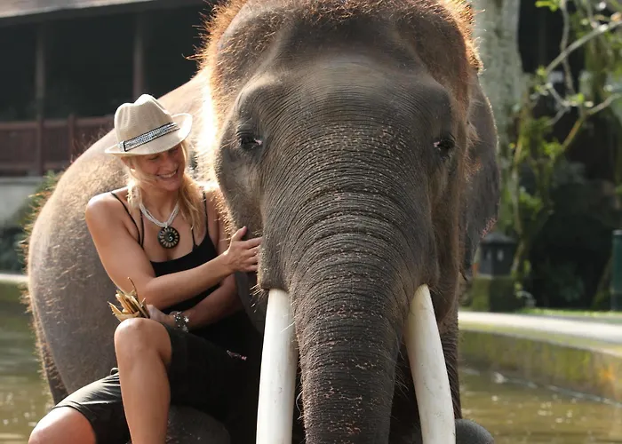 Mason Elephant База отдыха